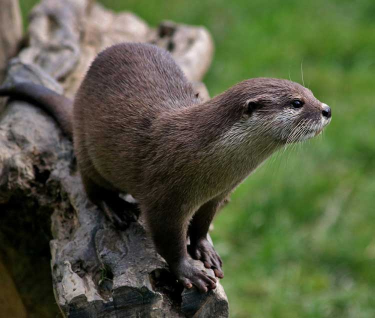 Lontra, Lutra lutra, famiglia Mustelidae