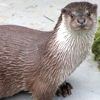Lontra, Lutra lutra