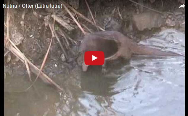 Lontra, Lutra lutra, famiglia Mustelidae