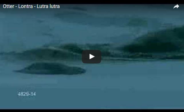 Lontra, Lutra lutra, famiglia Mustelidae