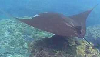 Manta vista dal dorso