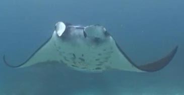 Manta gigante vista dal ventre