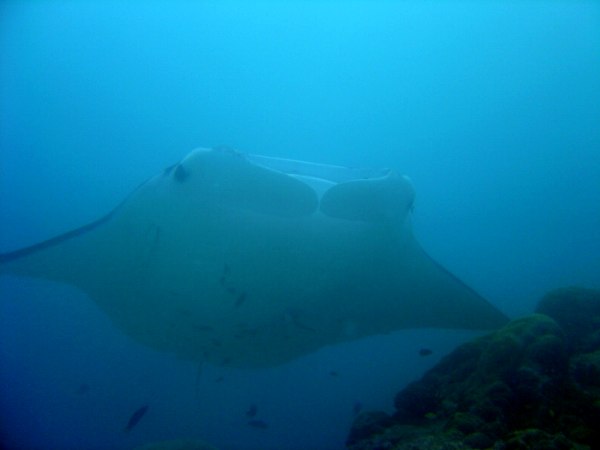 Manta, Manta birostris,  famiglia Mobulidae