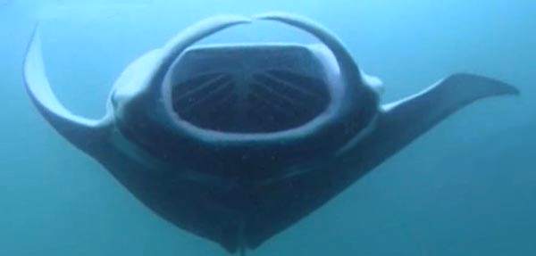 Manta, Manta birostris,  famiglia Mobulidae
