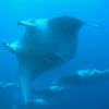 Manta o diavolo del mare