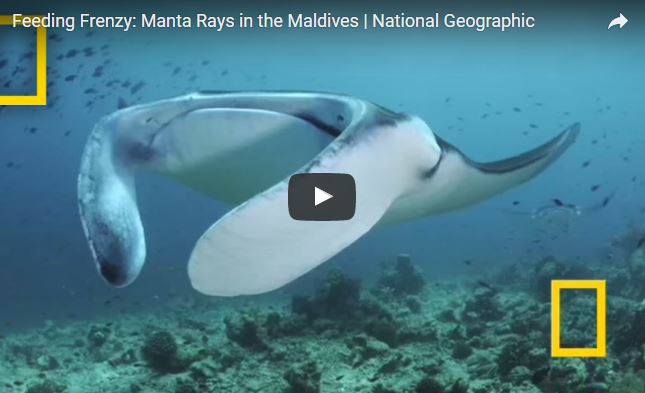 Manta, Manta birostris,  famiglia Mobulidae