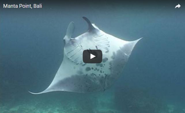 Manta, Manta birostris,  famiglia Mobulidae
