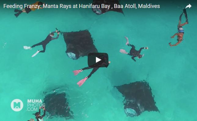 Manta, Manta birostris,  famiglia Mobulidae