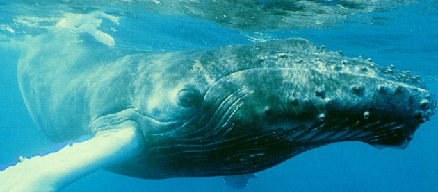 Balena megattera, Megaptera novaeangliae, famiglia Balaenopteridae