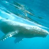 Balena megattera, Megaptera novaeangliae