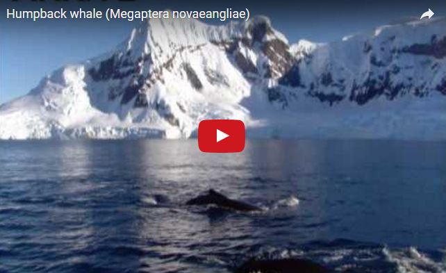 Balena megattera, Megaptera novaeangliae, famiglia Balaenopteridae