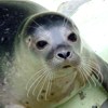 Foca monaca, Monachus monachus