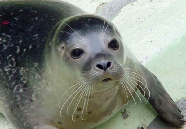 Foca monaca, Monachus monachus, famiglia Phocidae