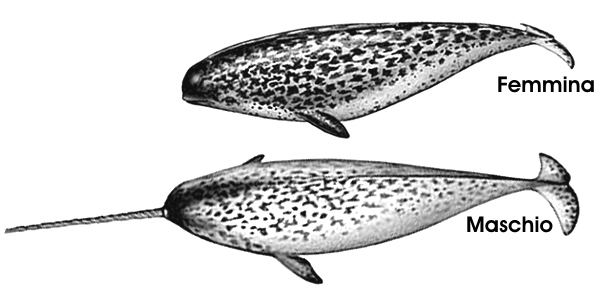 Monodon monoceros, narvalo, famiglia Monodontidae