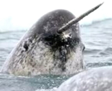 Monodon monoceros, narvalo, famiglia Monodontidae