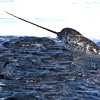 Narvalo, Monodon monoceros