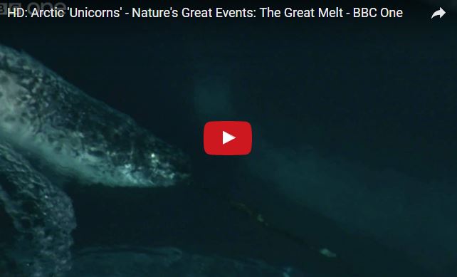 Monodon monoceros, narvalo, famiglia Monodontidae