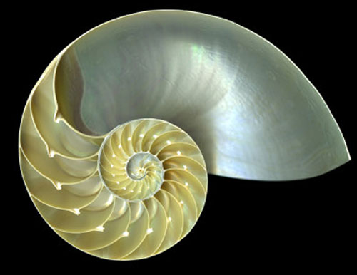 Nautilus