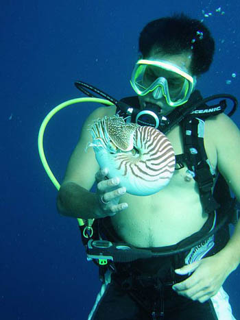 Nautilus, famiglia Nautilidae Nautilus, famiglia Nautilidae
