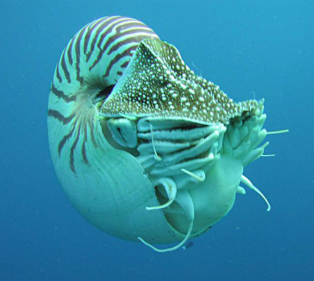 Nautilus, famiglia Nautilidae Nautilus, famiglia Nautilidae