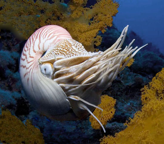 Nautilus,  famiglia Nautilidae