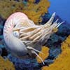 Nautilus, nautilo