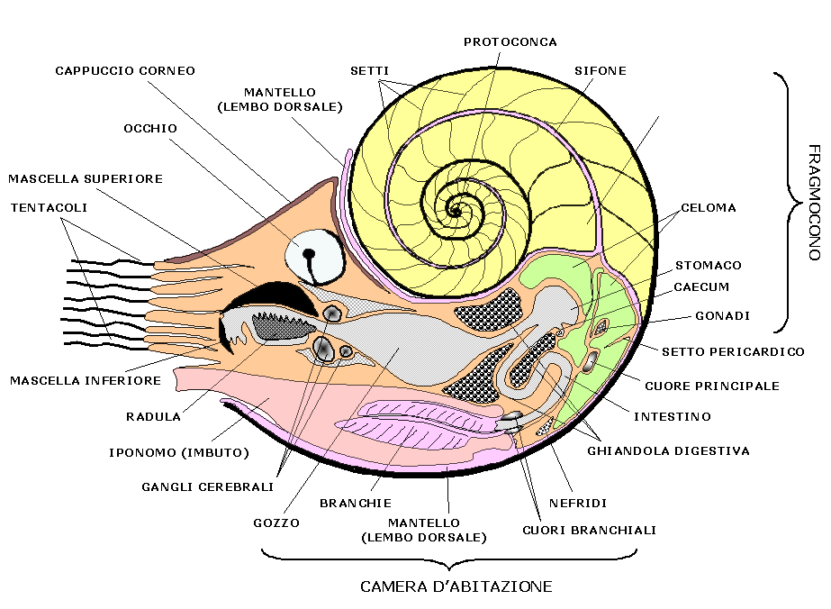 Anatomia del Nautilus Anatomia del Nautilus