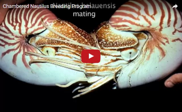 Nautilus,  famiglia Nautilidae
