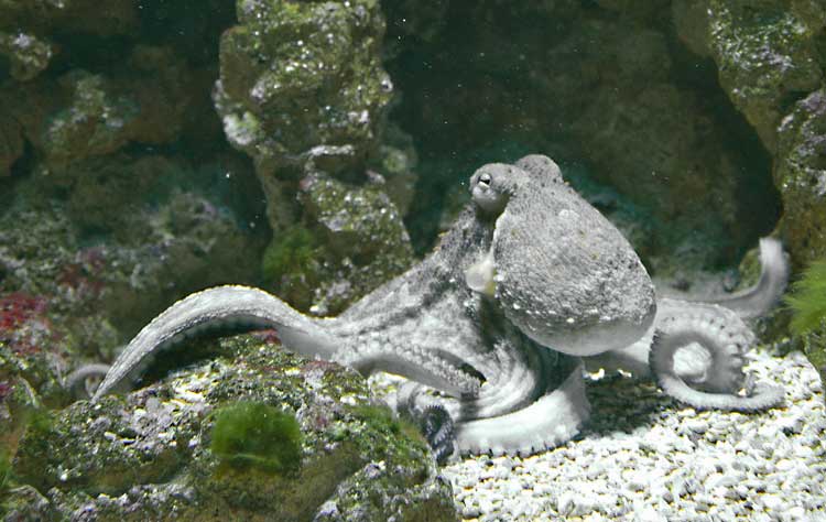 Polpo, Octopus vulgaris, famiglia Octopodidae