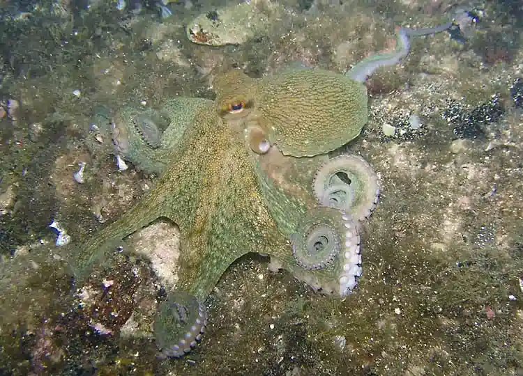 Polpo, Octopus vulgaris, famiglia Octopodidae