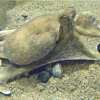 Polpi, Octopus vulgaris