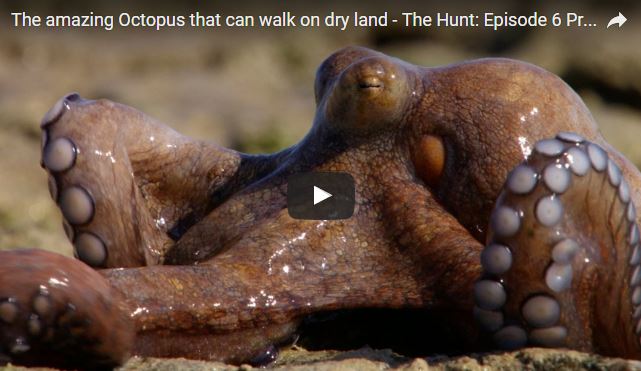 Polpo, Octopus vulgaris, famiglia Octopodidae