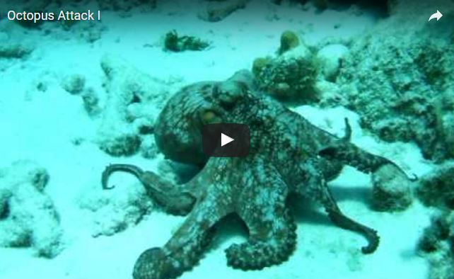 Polpo, Octopus vulgaris, famiglia Octopodidae