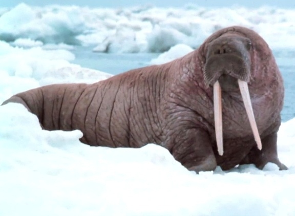 Odobenus rosmarus, tricheco, famiglia Odobenidae