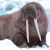 Tricheco, Odobenus rosmarus
