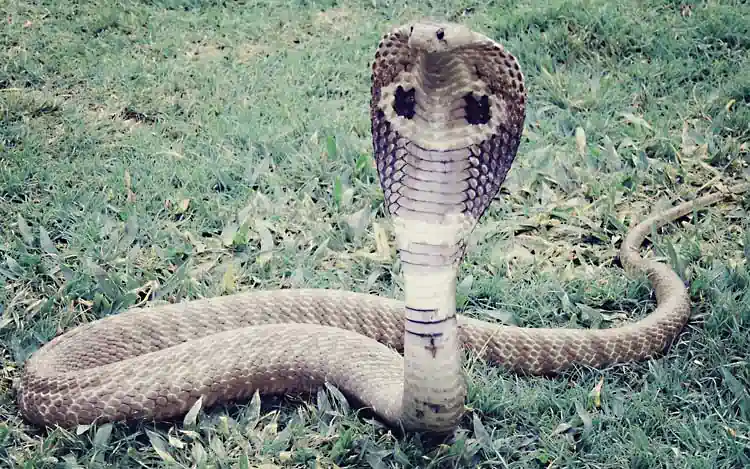 Cobra reale, Ophiophagus hannah, famiglia Elapidae