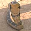 Cobra reale, Ophiophagus hannah