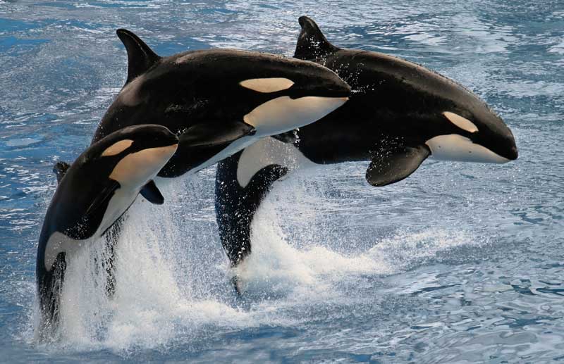 Orca: chi è e come vive