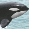 Orca, Orcinus orca