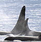Pinne dorsali di un'orca, Orcinus orca, famiglia Delphinidae