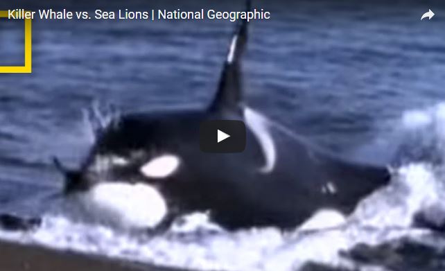 Orcinus orca, orca, famiglia Delphinidae