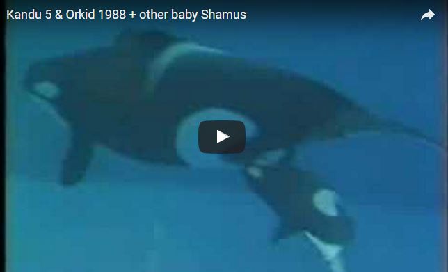 Orcinus orca, orca, famiglia Delphinidae