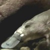 Ornitorinco, Ornithorhynchus anatinus