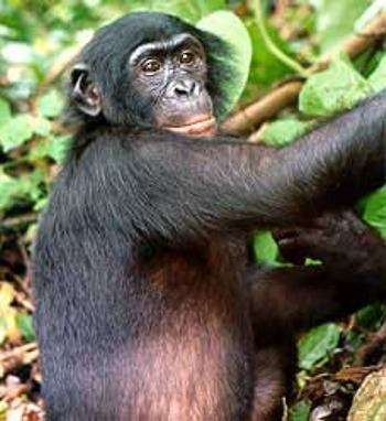 Pan paniscus, bonobo, famiglia Hominidae Pan paniscus, bonobo, famiglia Hominidae