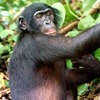 Bonobo, Pan paniscus