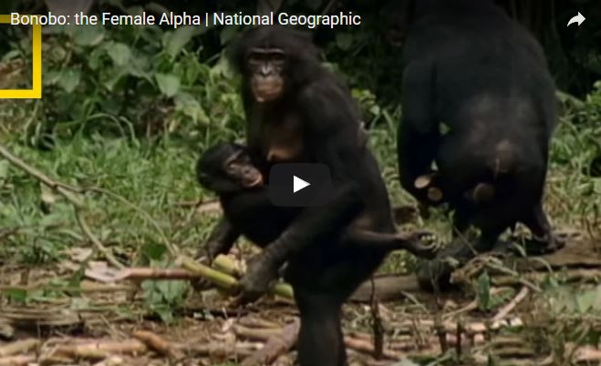 Pan paniscus, bonobo, famiglia Hominidae