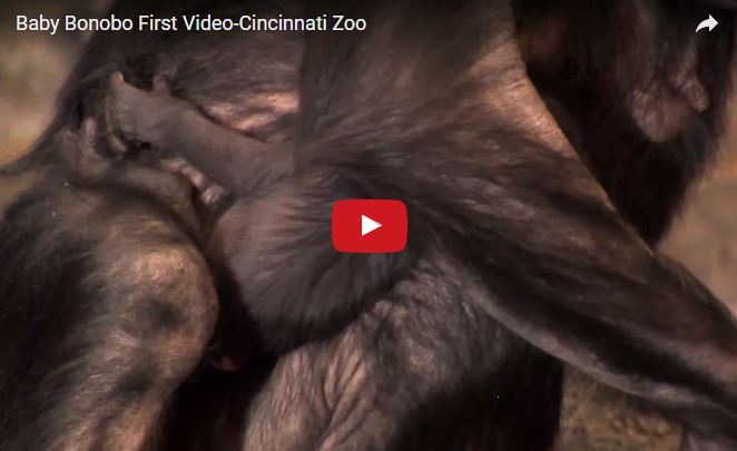 Pan paniscus, bonobo, famiglia Hominidae