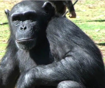 Pan troglodytes, scimpanzè, famiglia Hominidae