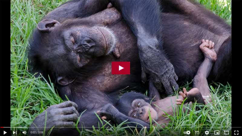Pan troglodytes, scimpanzè, famiglia Hominidae