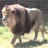 Leone, Panthera leo